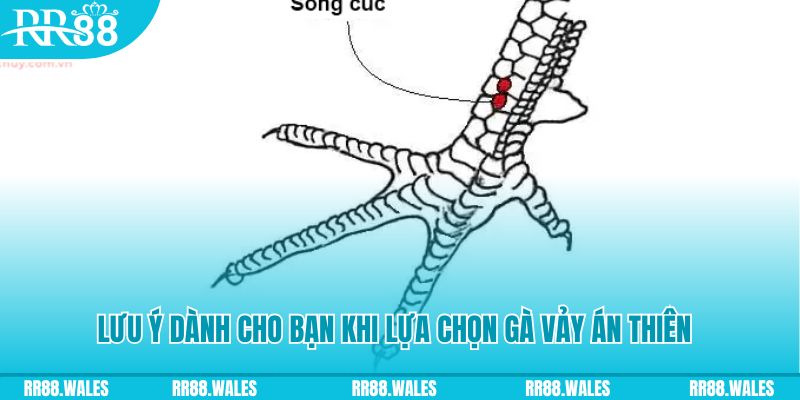 vietjack xổ số khánh hòa